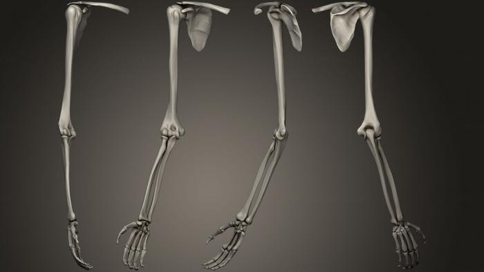 Anatomy of skeletons and skulls (ANTM_0252) 3D model for CNC machine
